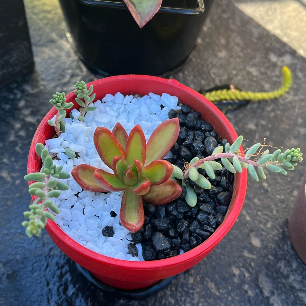 Fire succulent